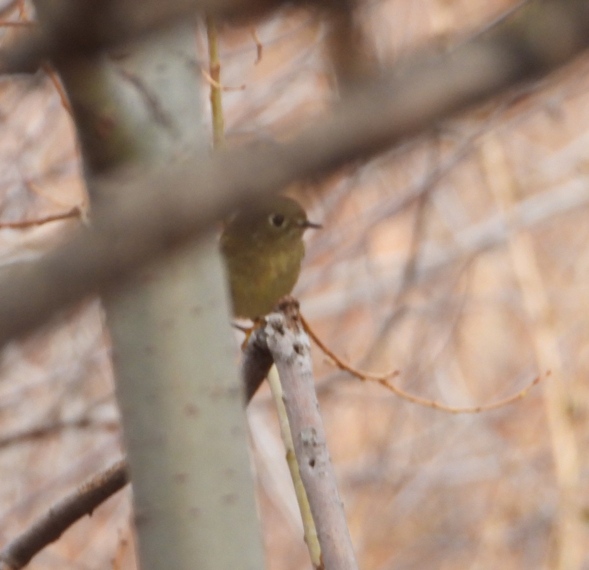 Ruby-crowned Kinglet - ML645566308