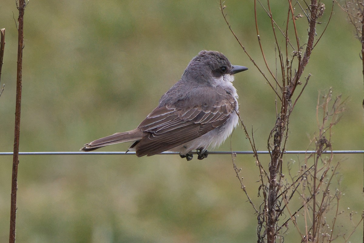 Gray Kingbird - ML645566310