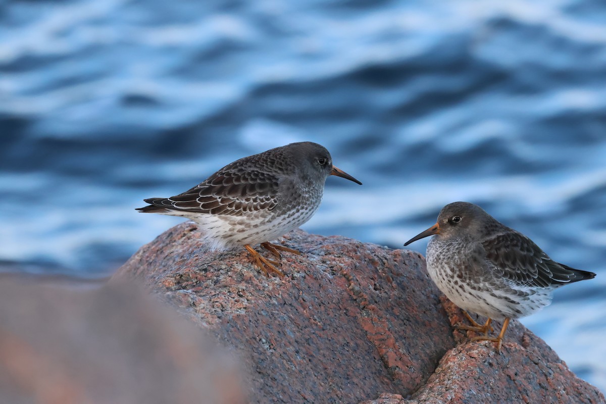 Purple Sandpiper - ML645566316