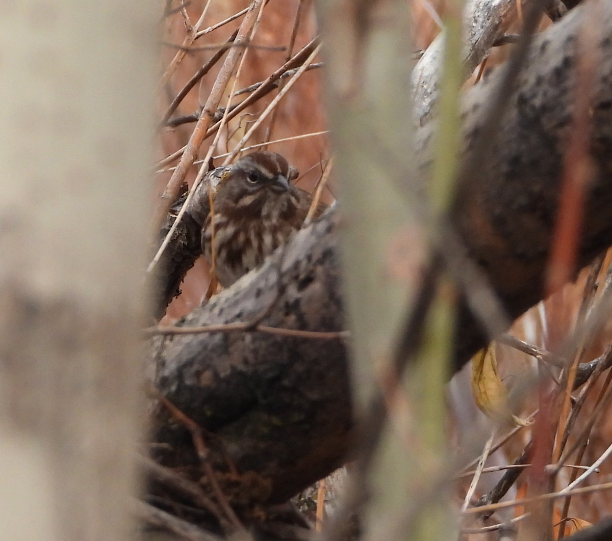 Song Sparrow - ML645566324