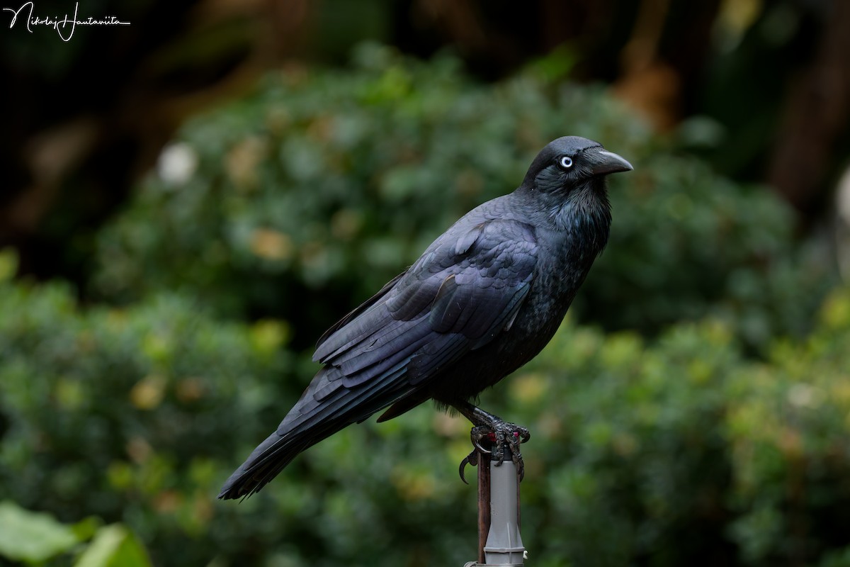 Южноавстралийский ворон - ML645566329