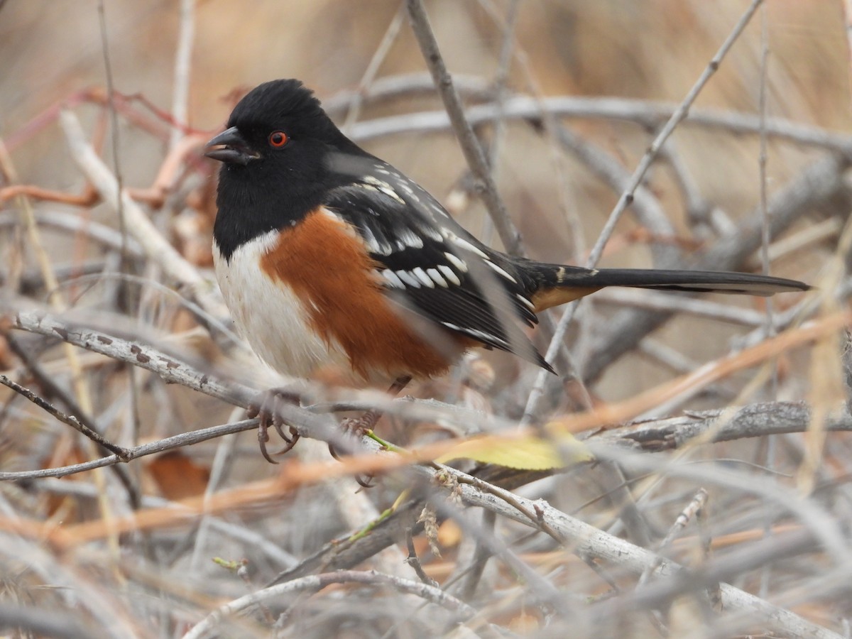 Spotted Towhee - ML645566330