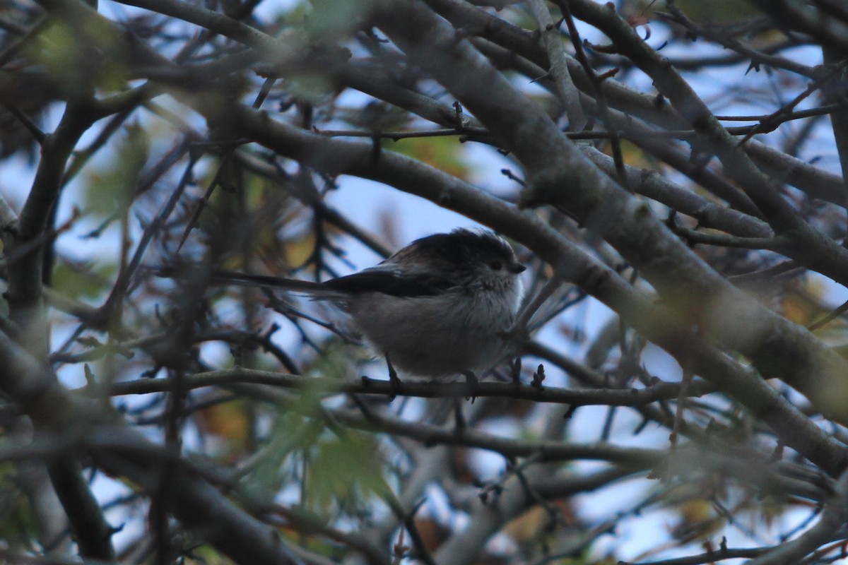 Long-tailed Tit - ML645566331
