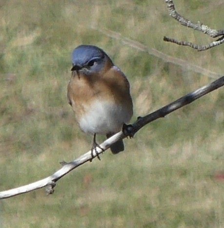Eastern Bluebird - ML645566337