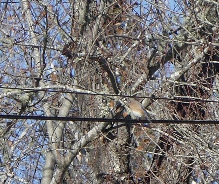 Eastern Bluebird - ML645566338