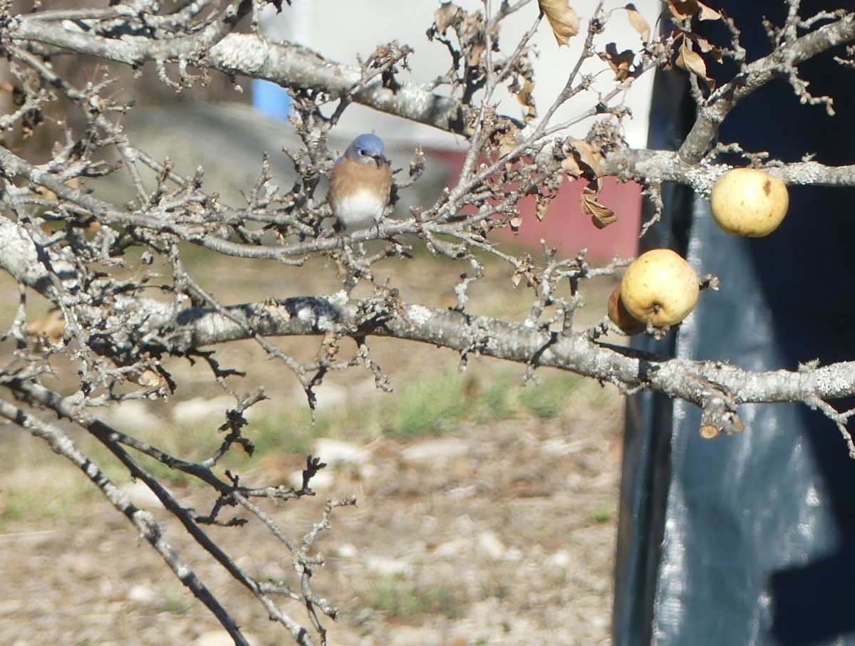 Eastern Bluebird - ML645566339