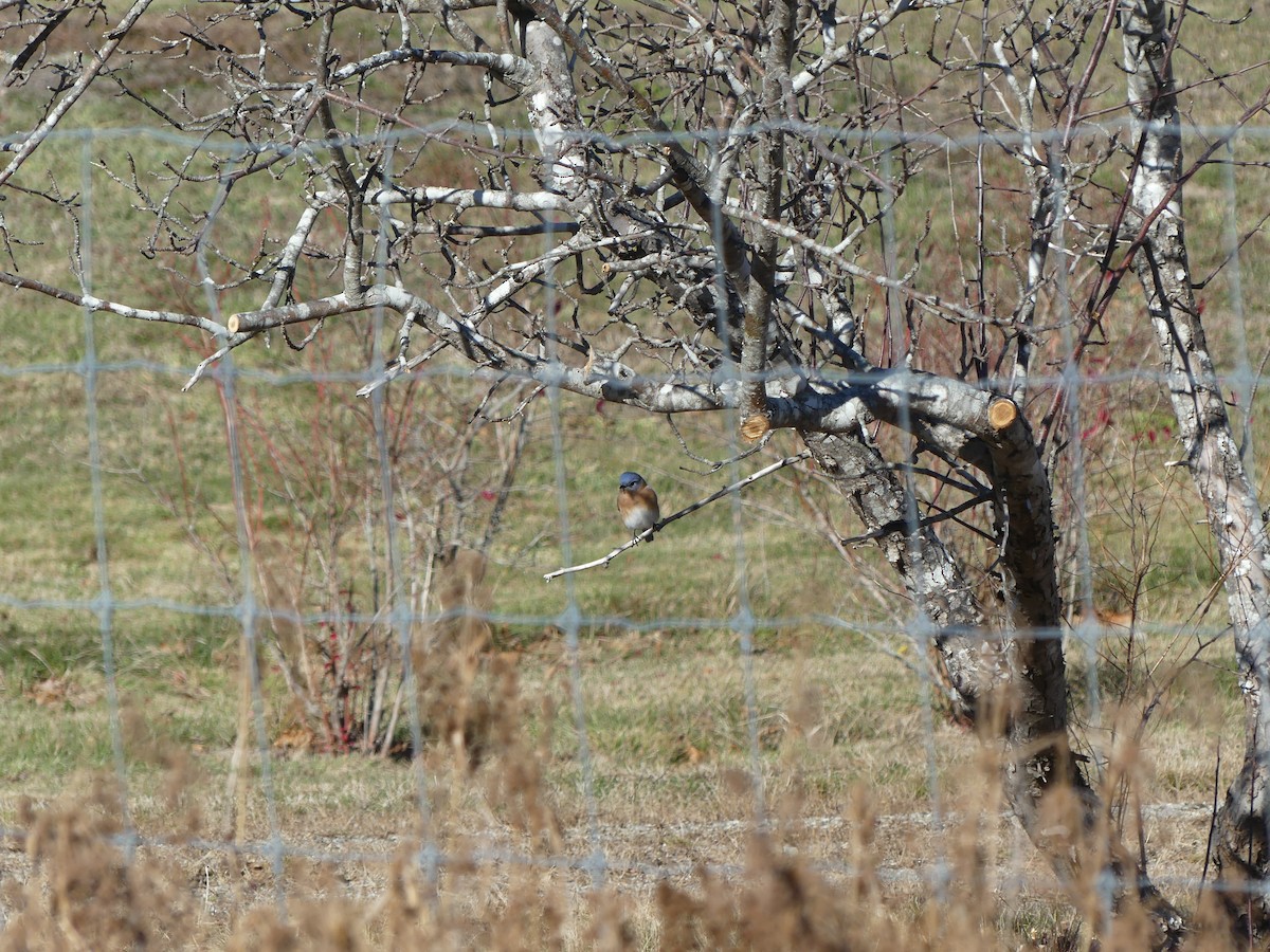 Eastern Bluebird - ML645566340