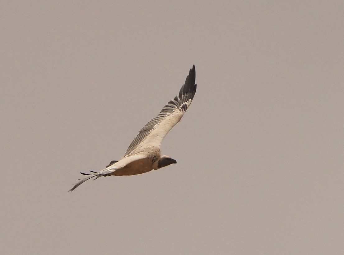 Cape Griffon - ML645566343