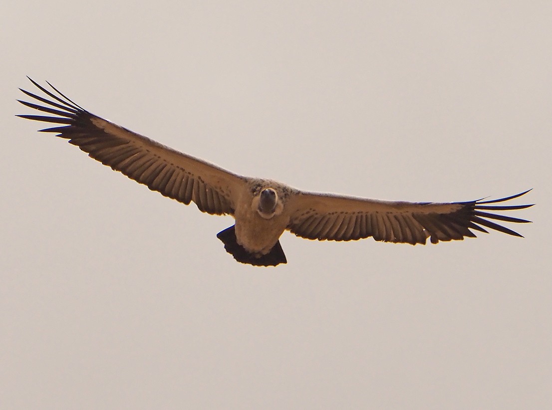 Cape Griffon - ML645566344