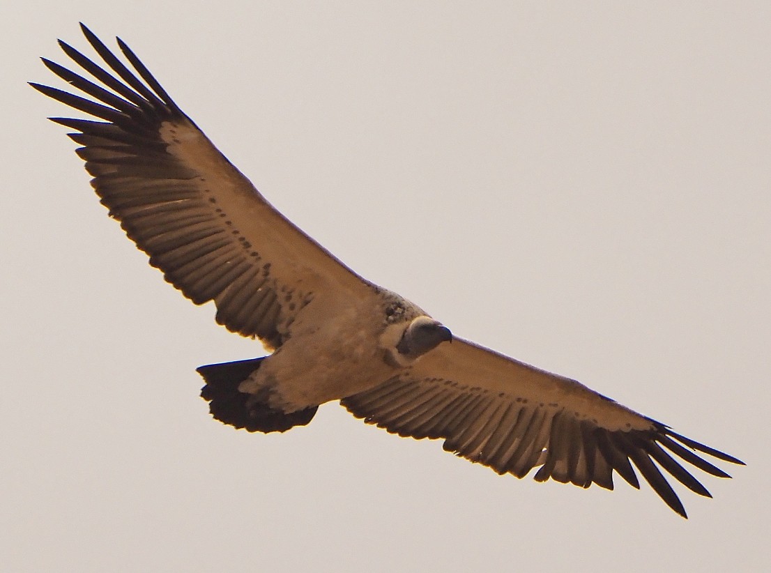 Cape Griffon - ML645566345