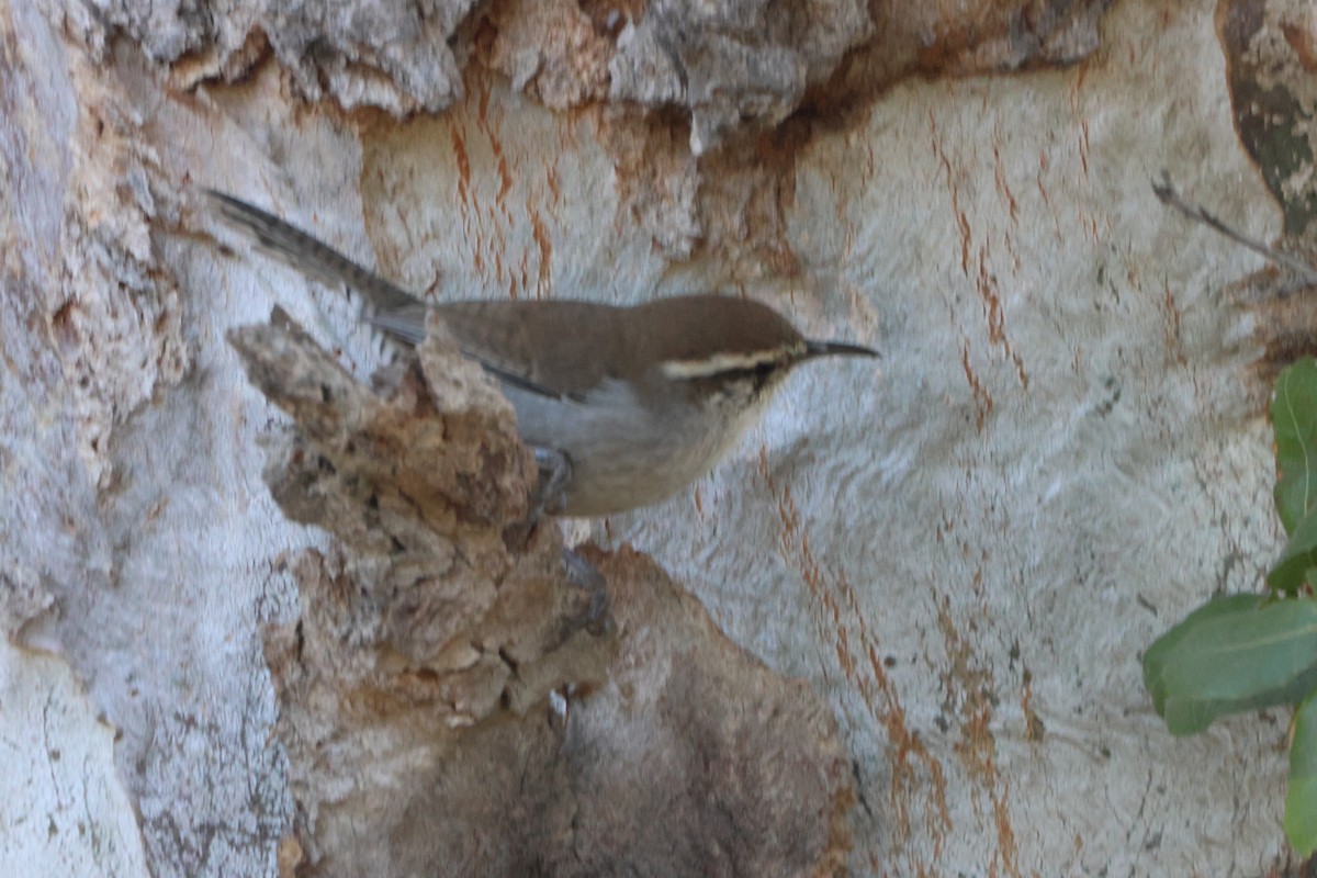 Длиннохвостый крапивник - ML645566351