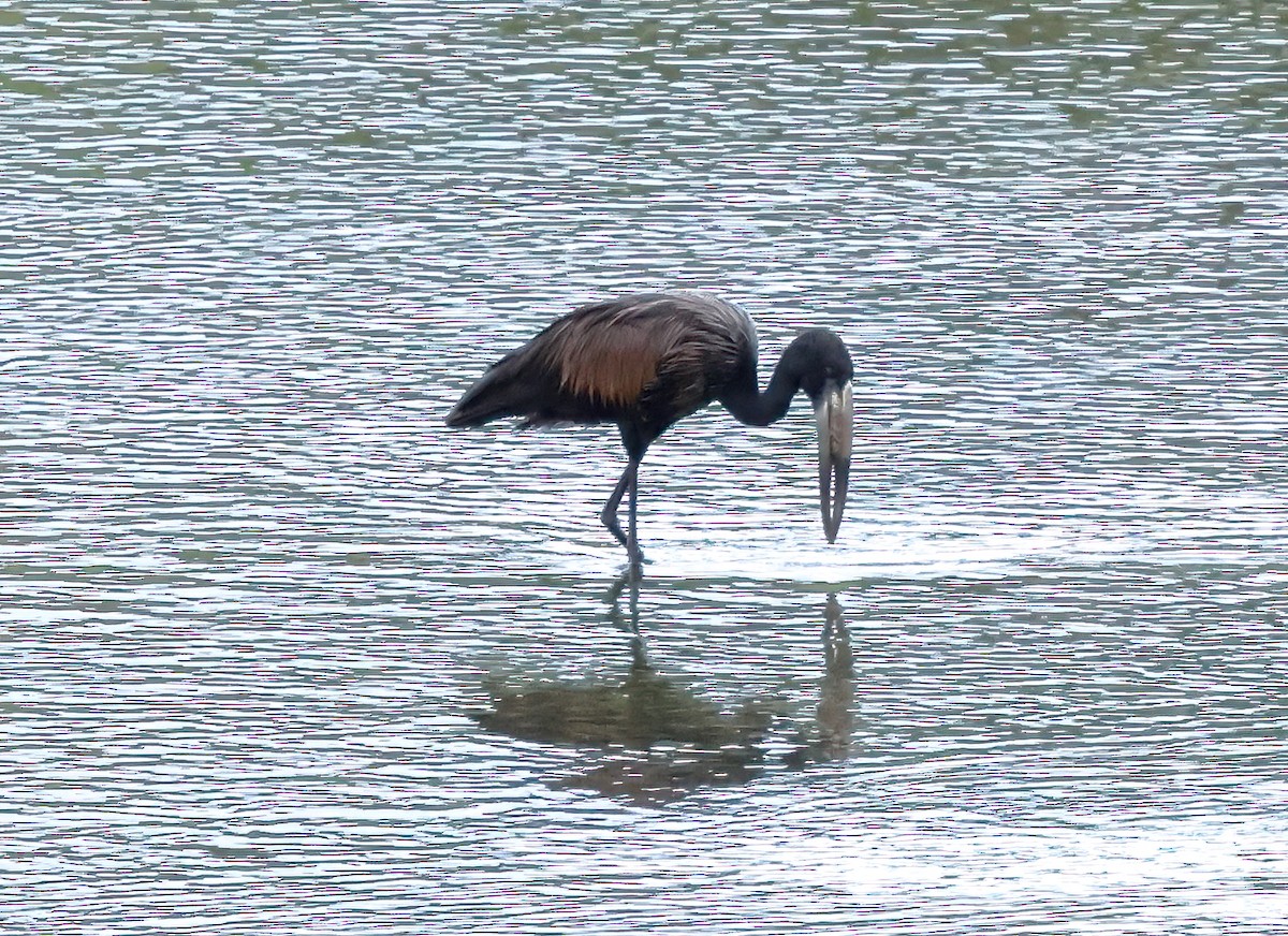 Африканский аист-разиня - ML645566352