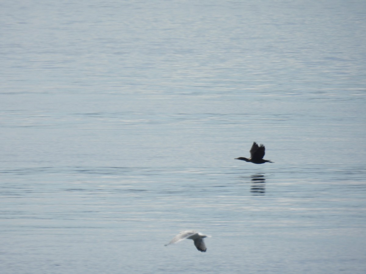 Берингов баклан - ML645566353