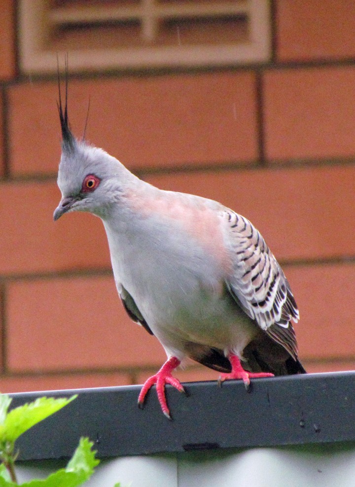 Хохлатый бронзовокрыл - ML645566354