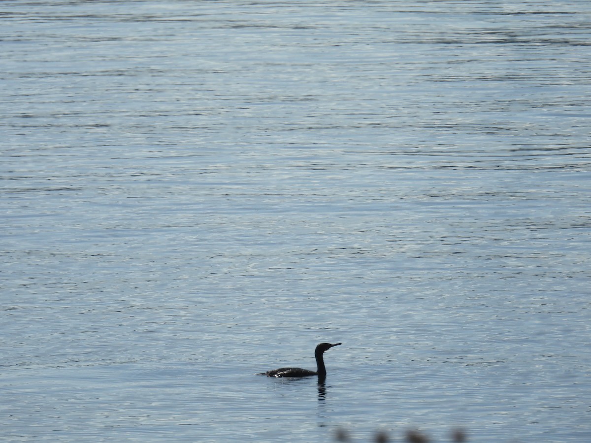 Берингов баклан - ML645566355