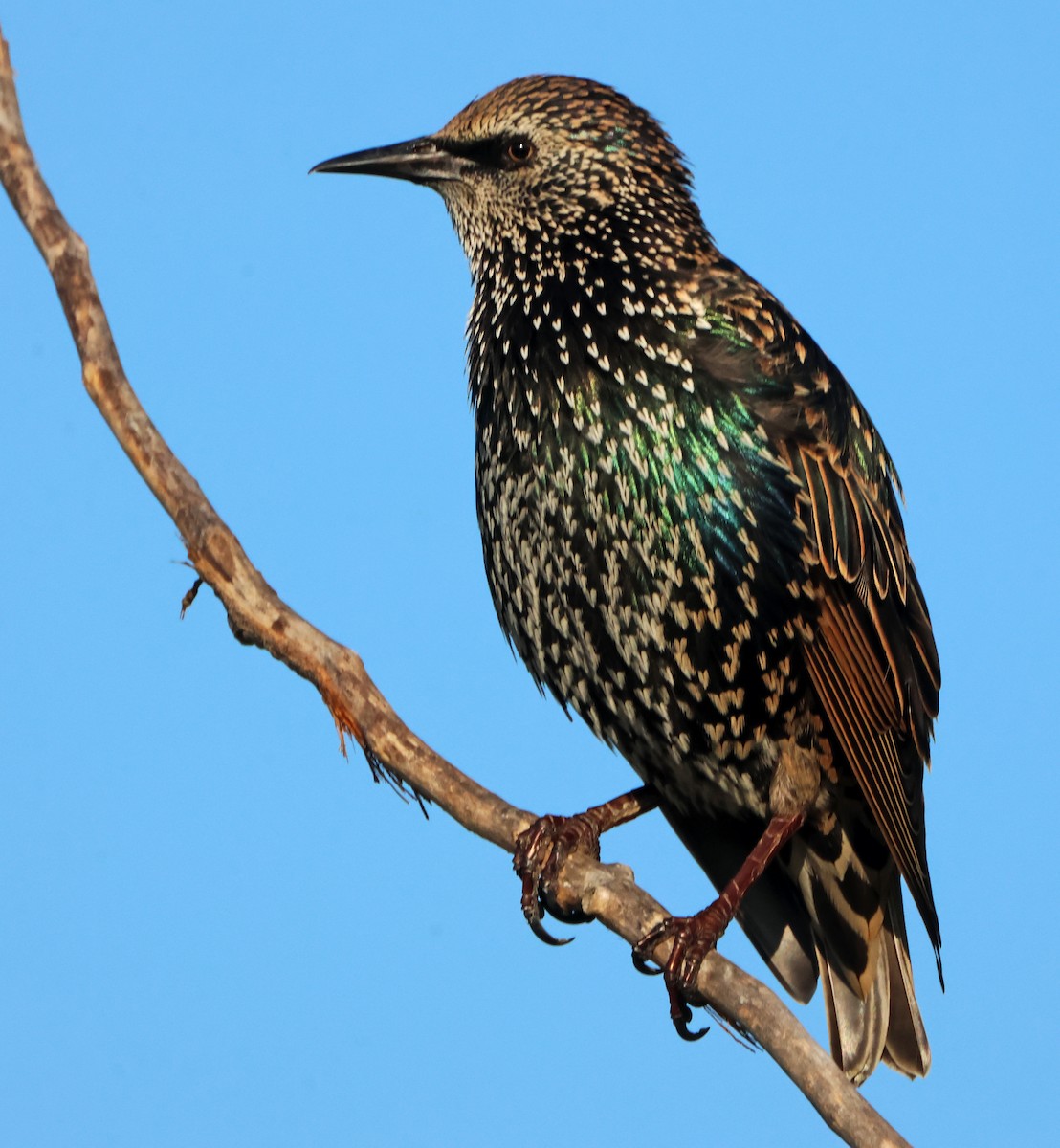 Обыкновенный скворец - ML645566358