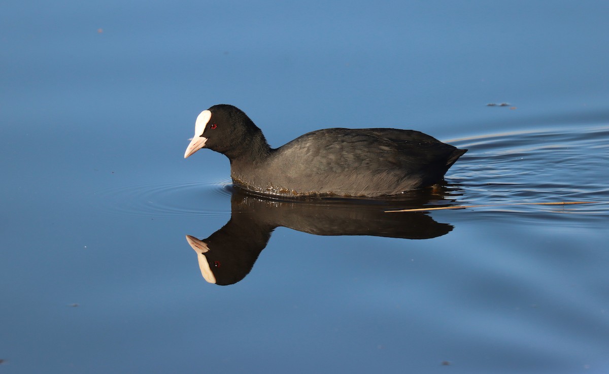 Лысуха - ML645566359