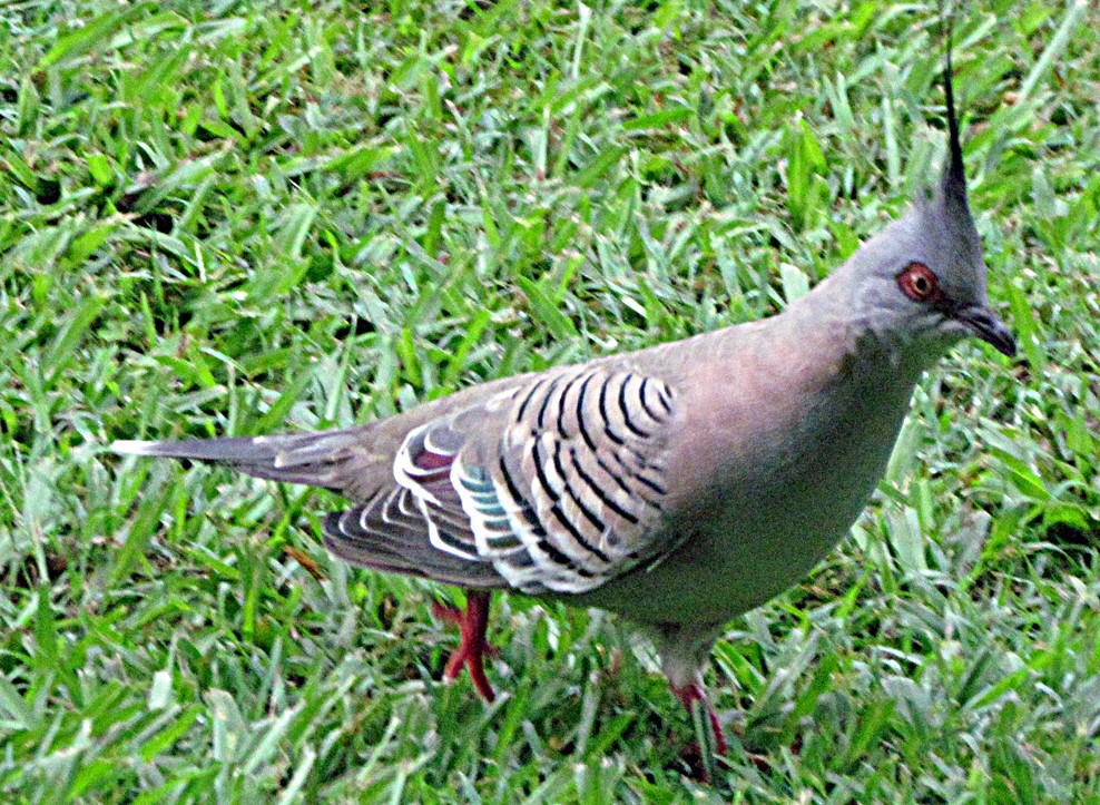 Хохлатый бронзовокрыл - ML645566360