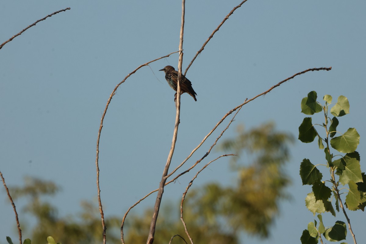 Обыкновенный скворец - ML645566362