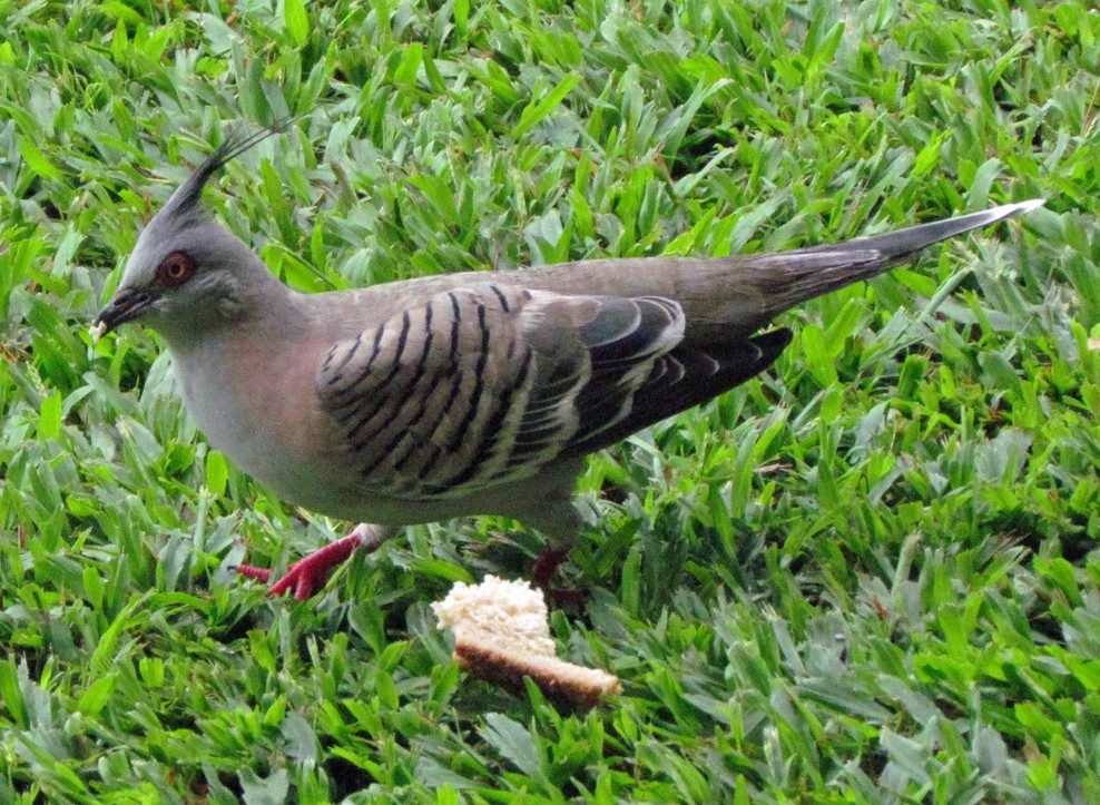 Хохлатый бронзовокрыл - ML645566363