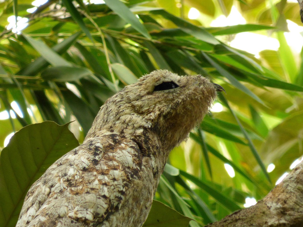 Исполинский уратао - ML645566364