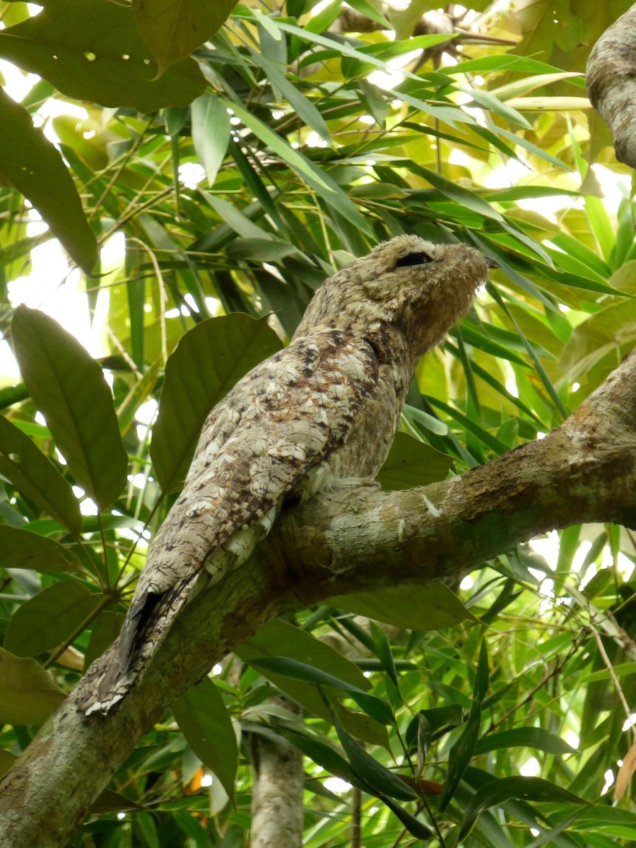 Исполинский уратао - ML645566365