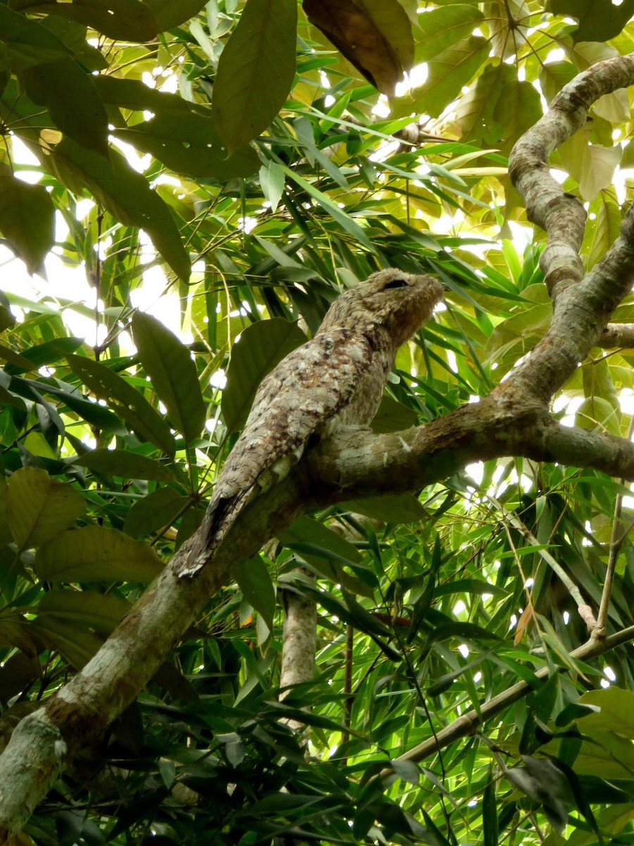 Исполинский уратао - ML645566367