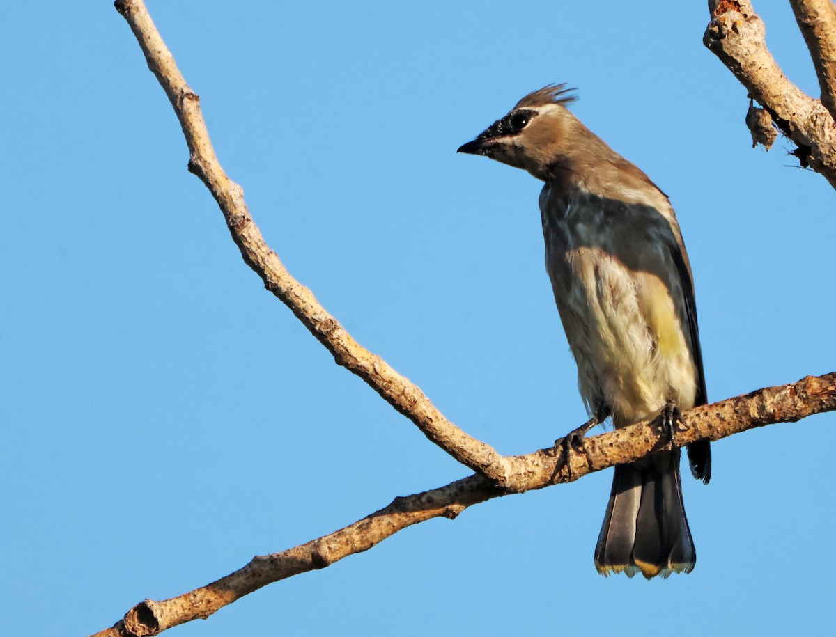 Кедровый свиристель - ML645566369