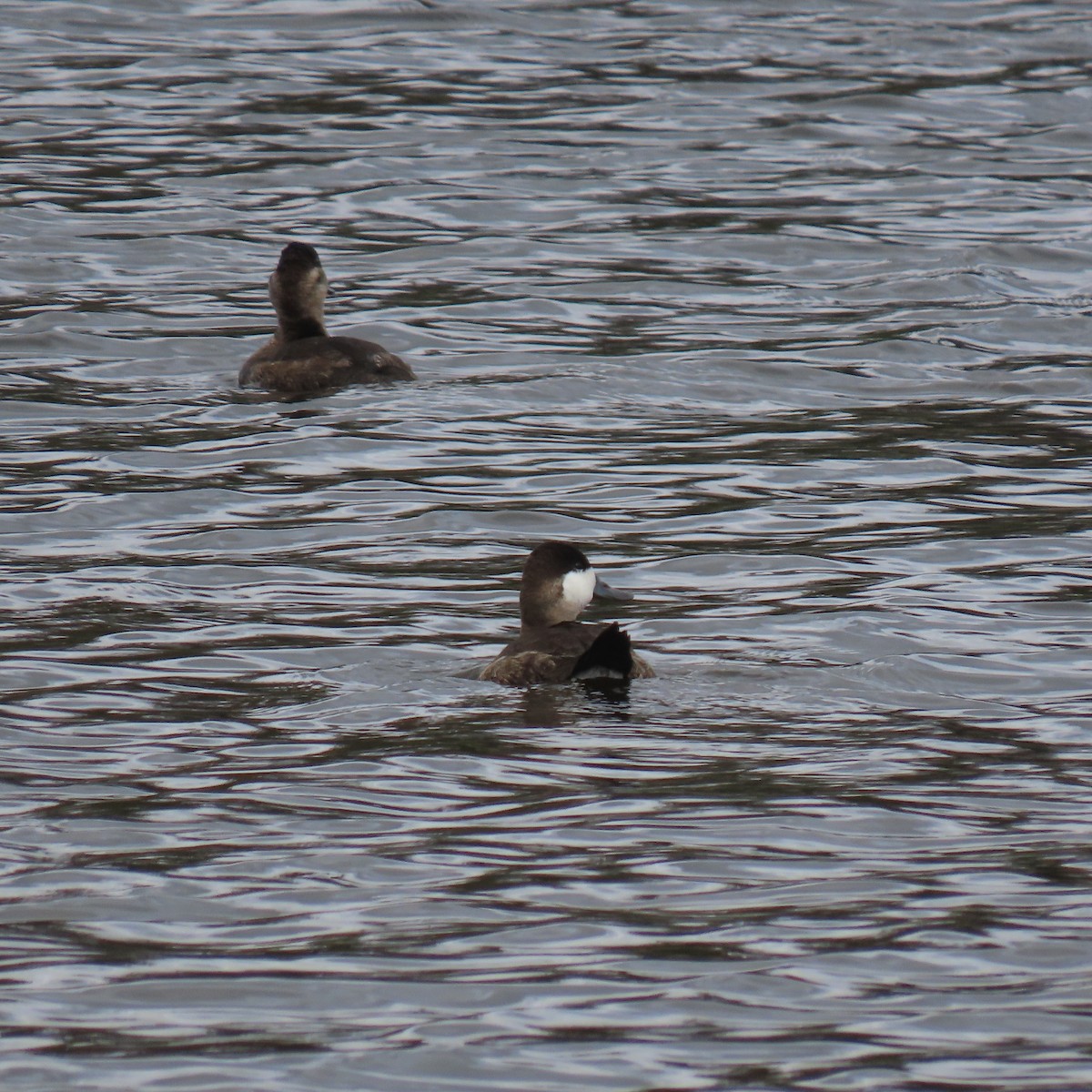 Американская савка - ML645566370