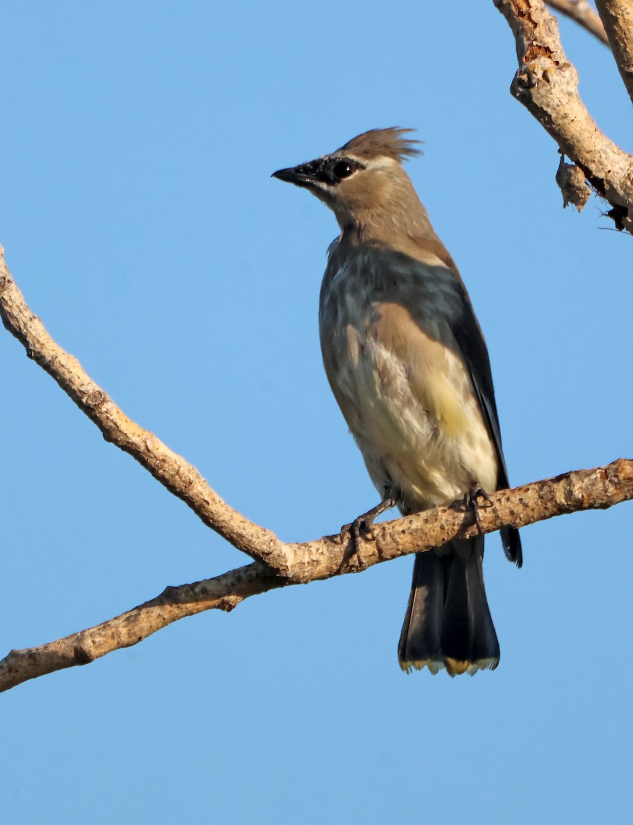 Кедровый свиристель - ML645566371