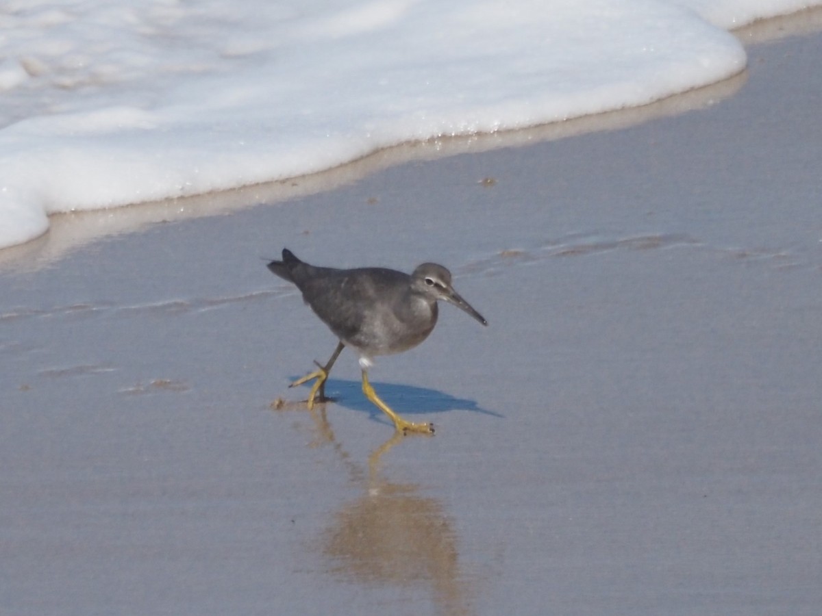 Американский пепельный улит - ML645566372