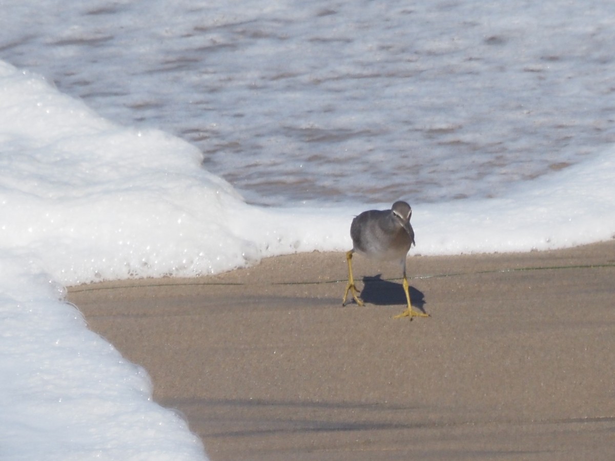 Американский пепельный улит - ML645566373