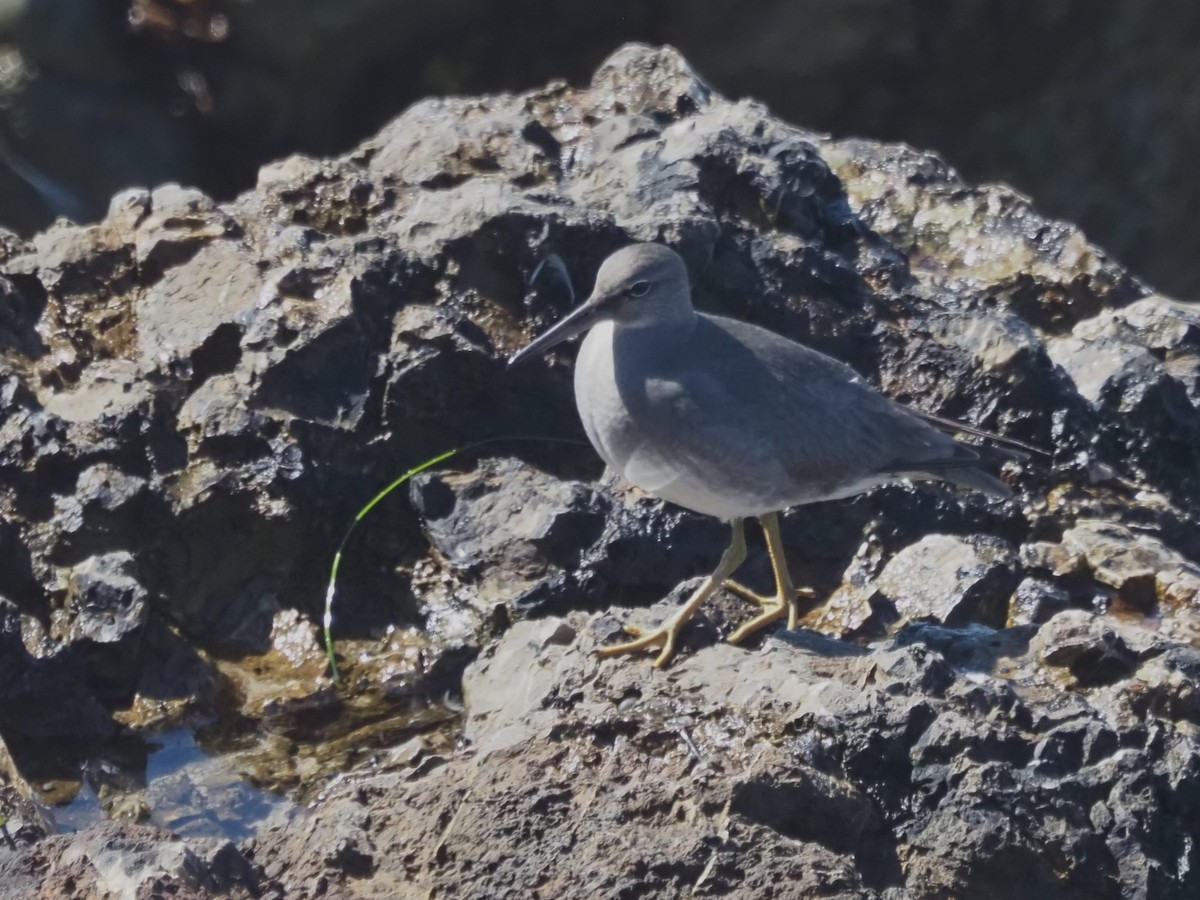 Американский пепельный улит - ML645566374