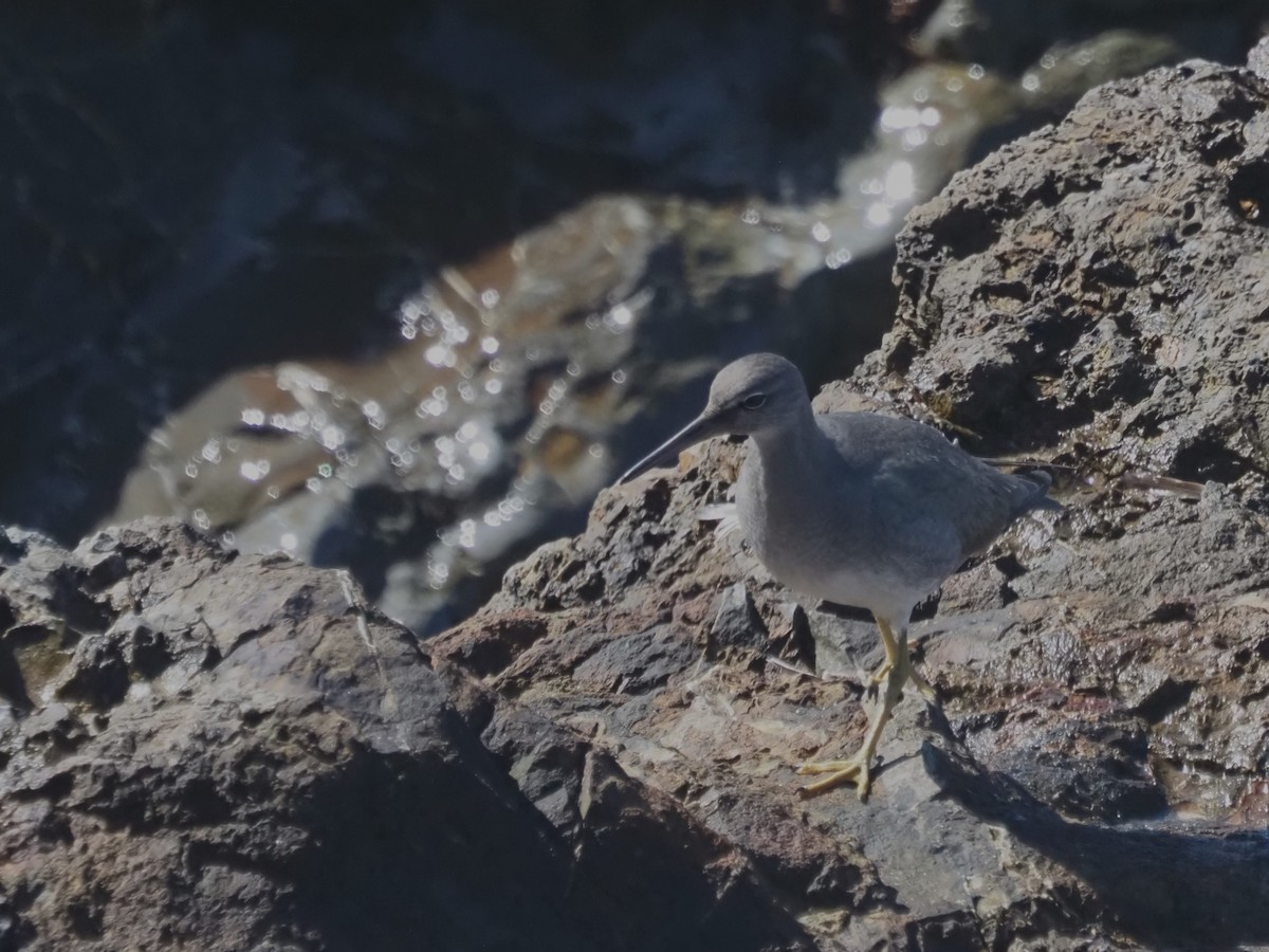 Американский пепельный улит - ML645566375