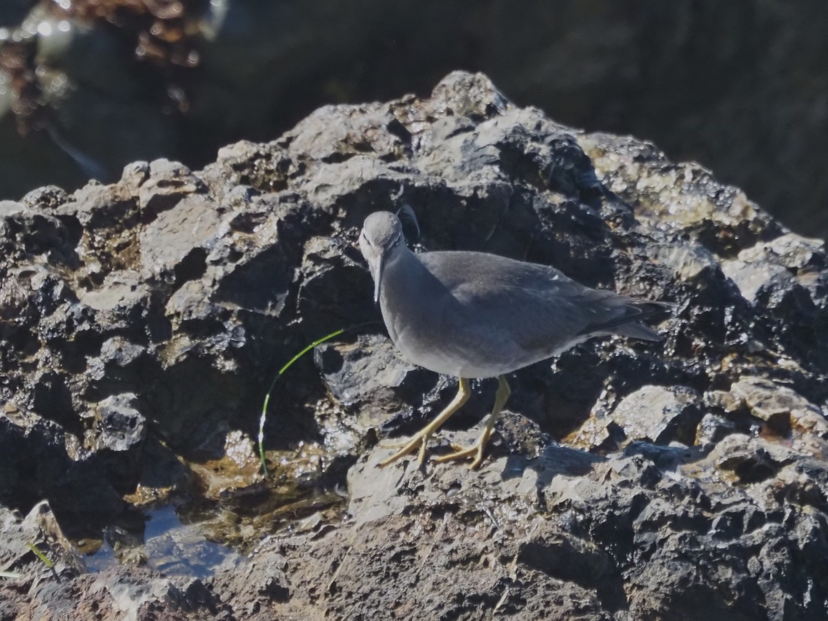 Американский пепельный улит - ML645566376