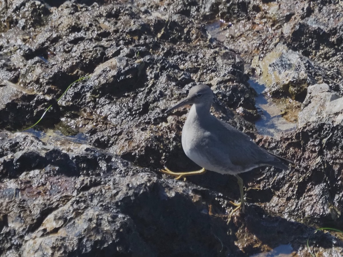 Американский пепельный улит - ML645566377