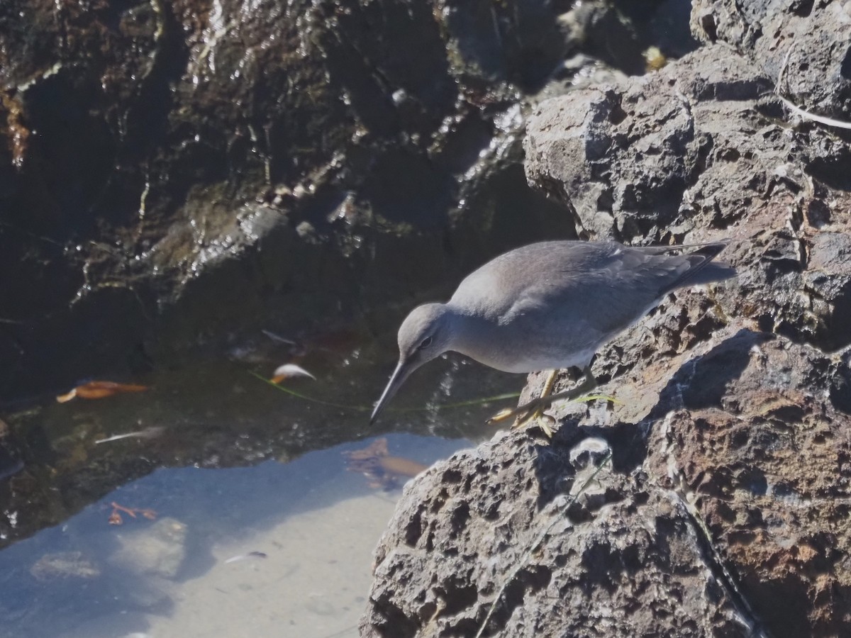 Американский пепельный улит - ML645566378