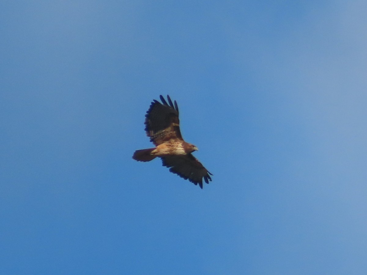 Краснохвостый канюк - ML645566379