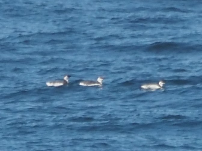 Тонкоклювая кайра - ML645566381