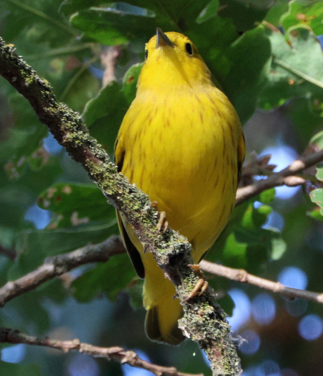 Northern Yellow Warbler - ML645566382