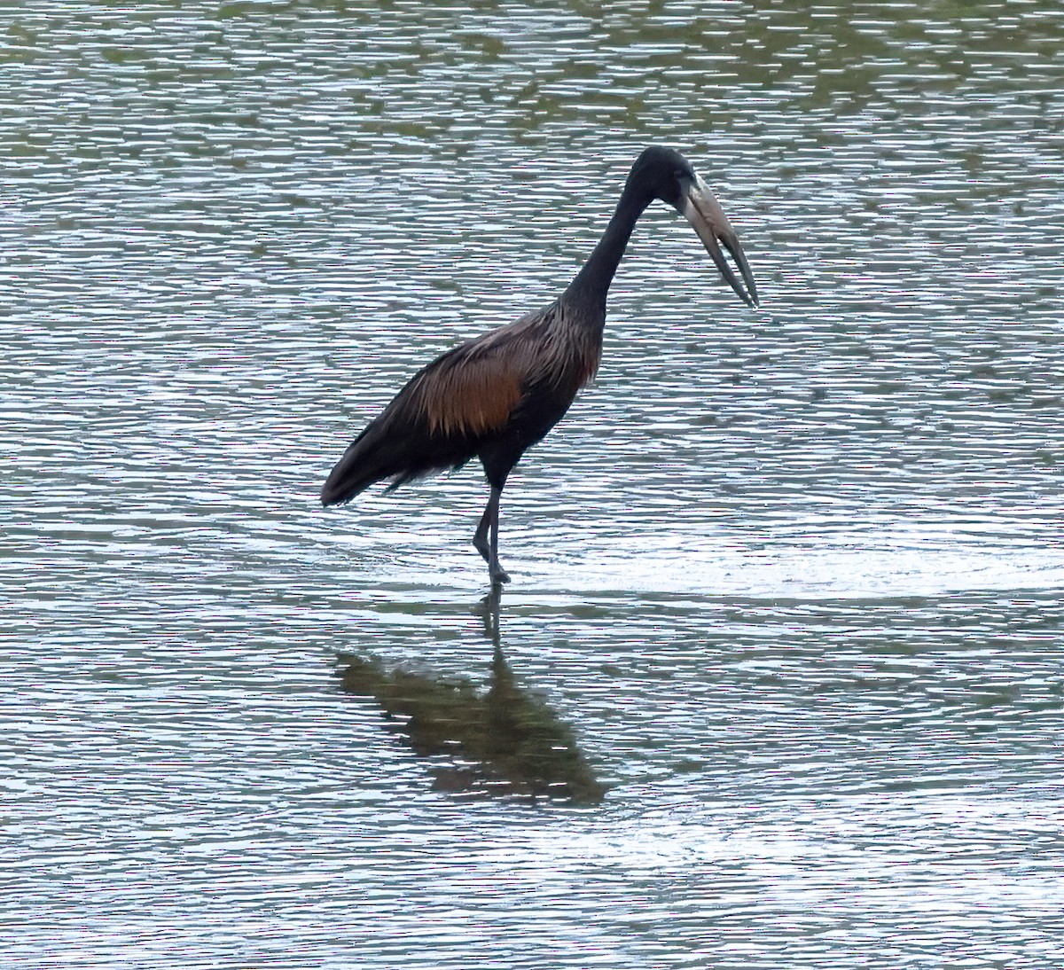 Африканский аист-разиня - ML645566383