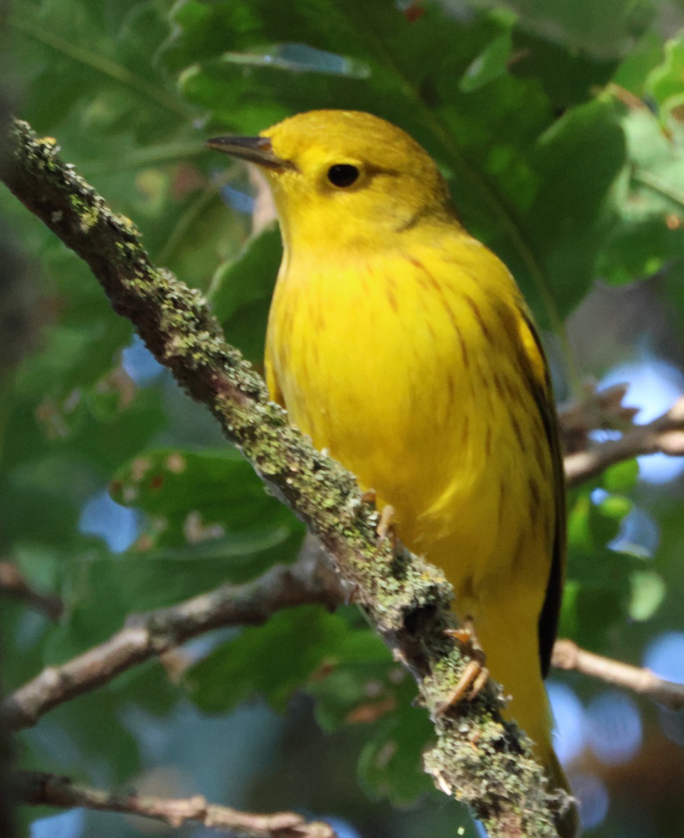 Northern Yellow Warbler - ML645566385