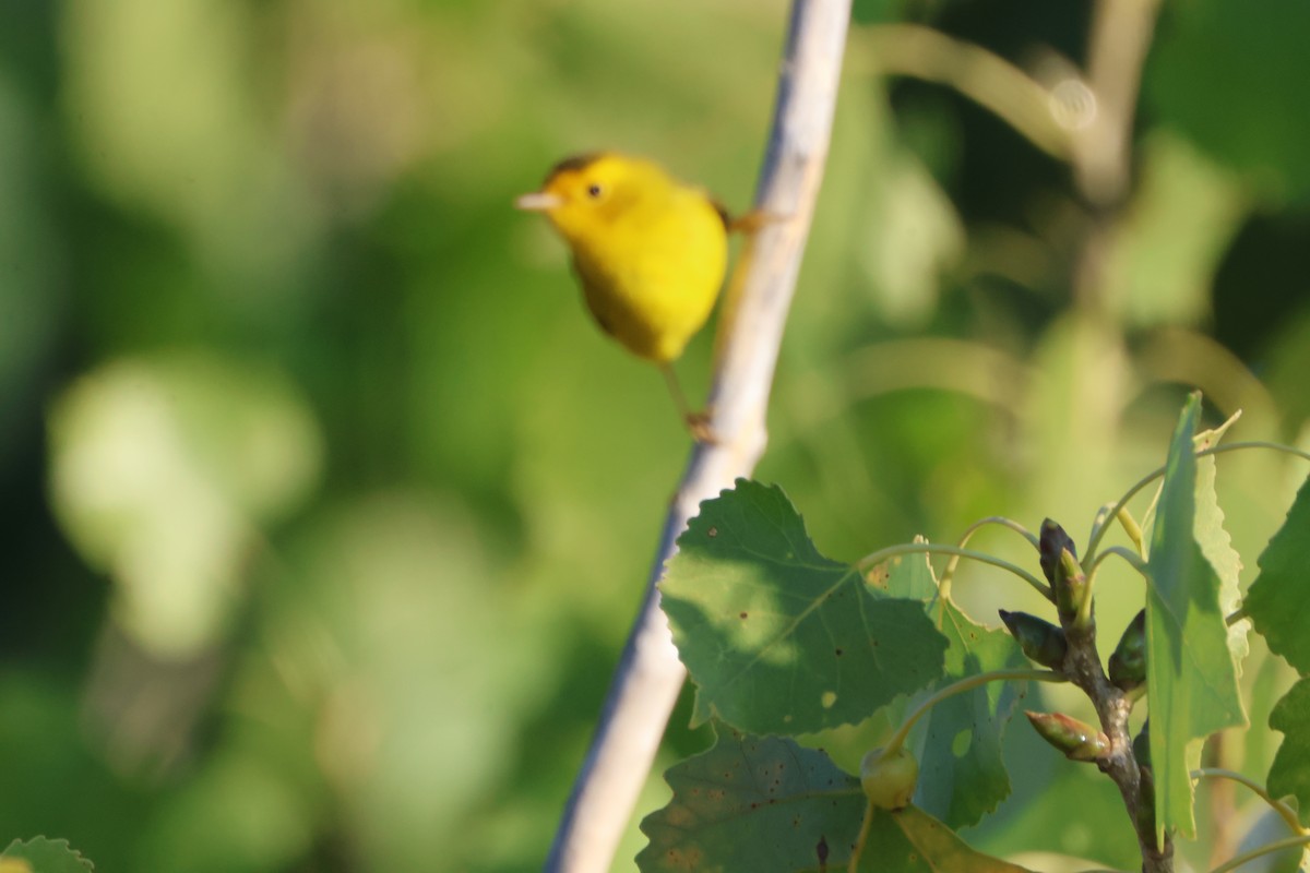 Wilson's Warbler - ML645566393
