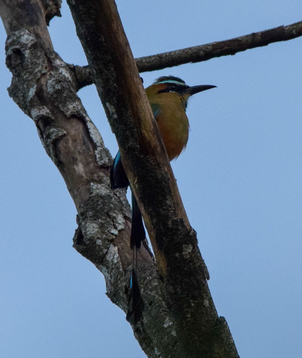 Turquoise-browed Motmot - ML645566395