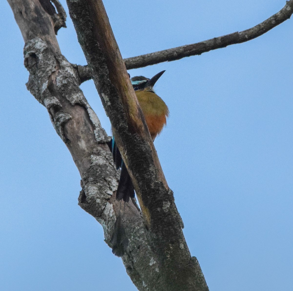 Turquoise-browed Motmot - ML645566396