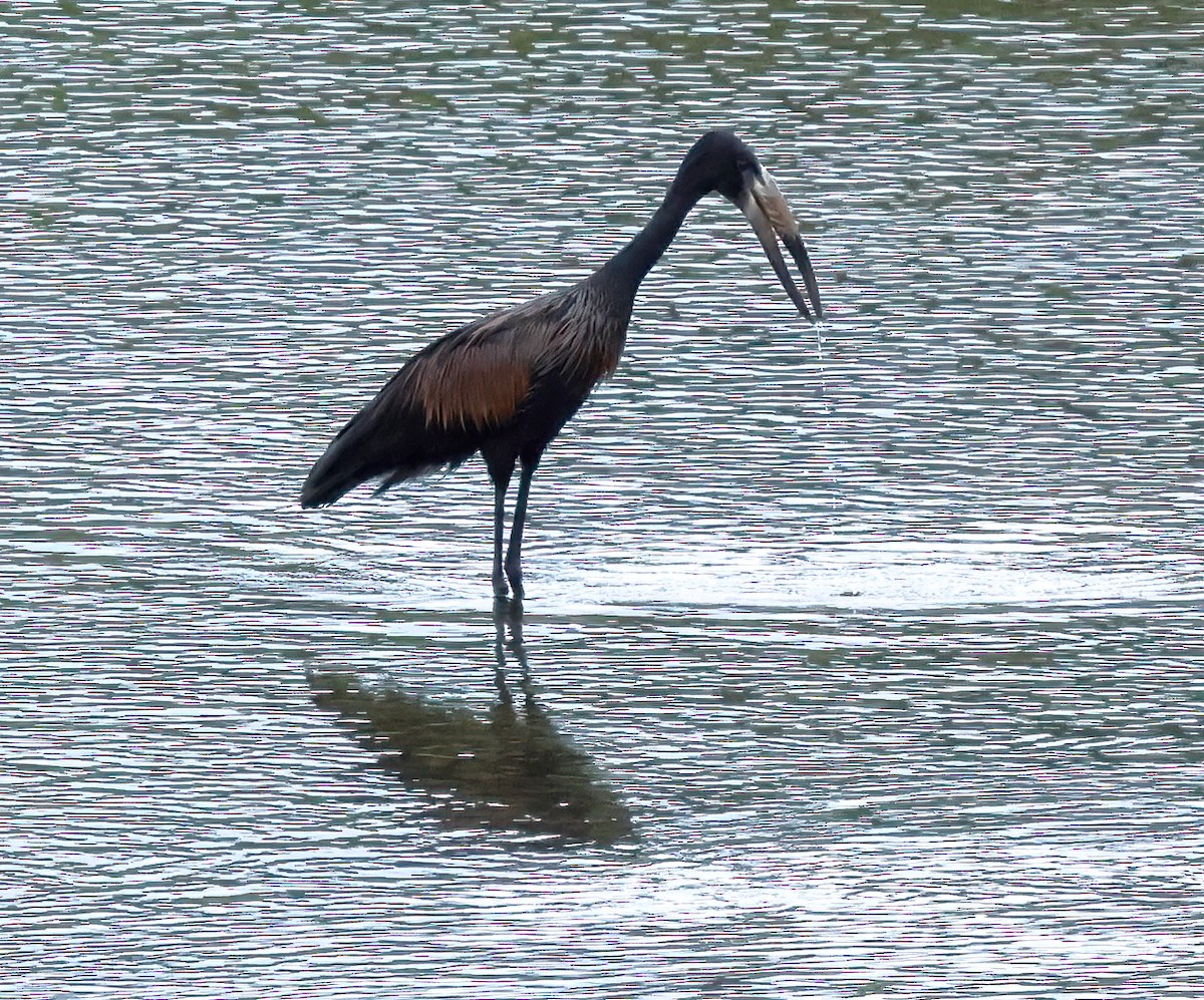 African Openbill - ML645566397