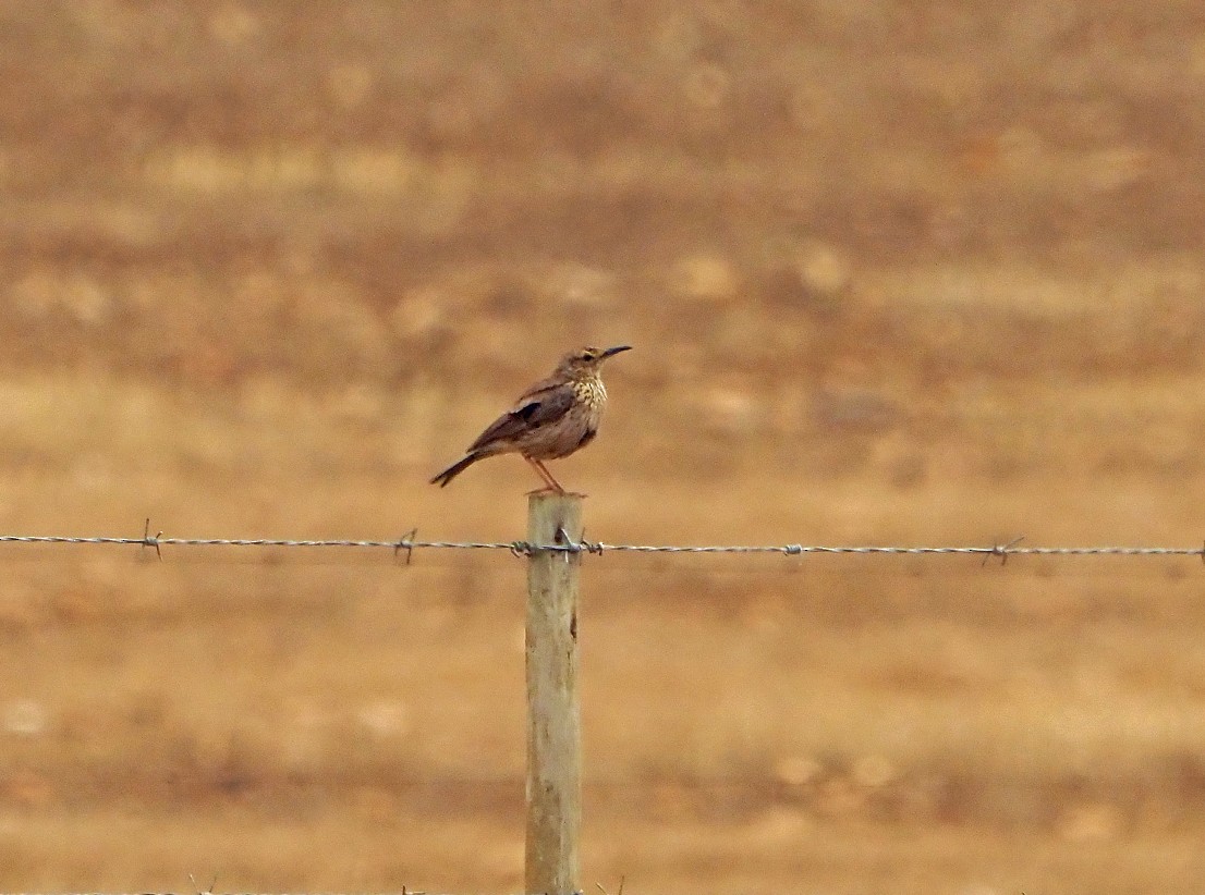 Cape Long-billed Lark - ML645566399