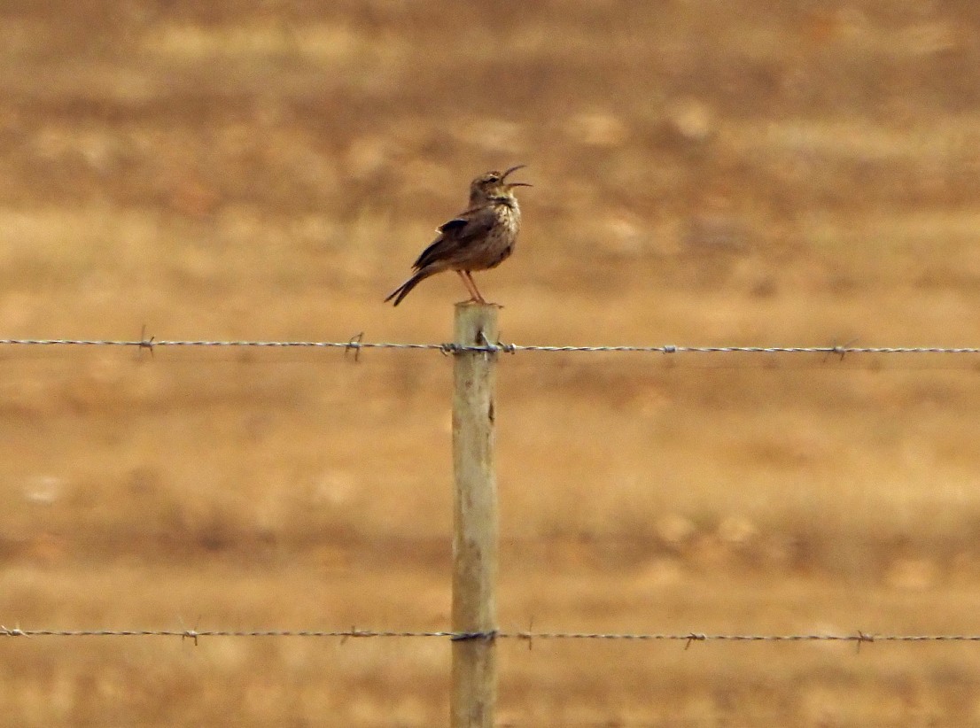 Cape Long-billed Lark - ML645566400