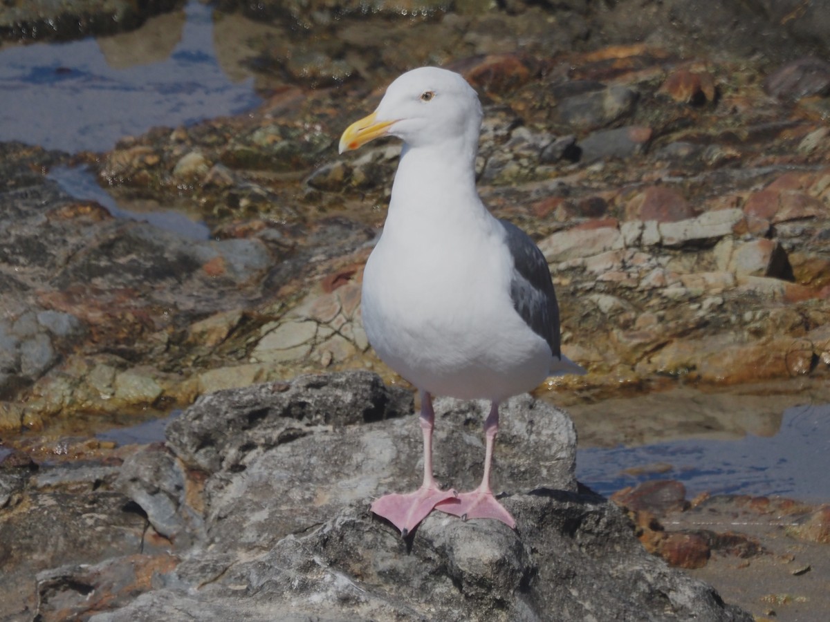 アメリカオオセグロカモメ - ML645566401