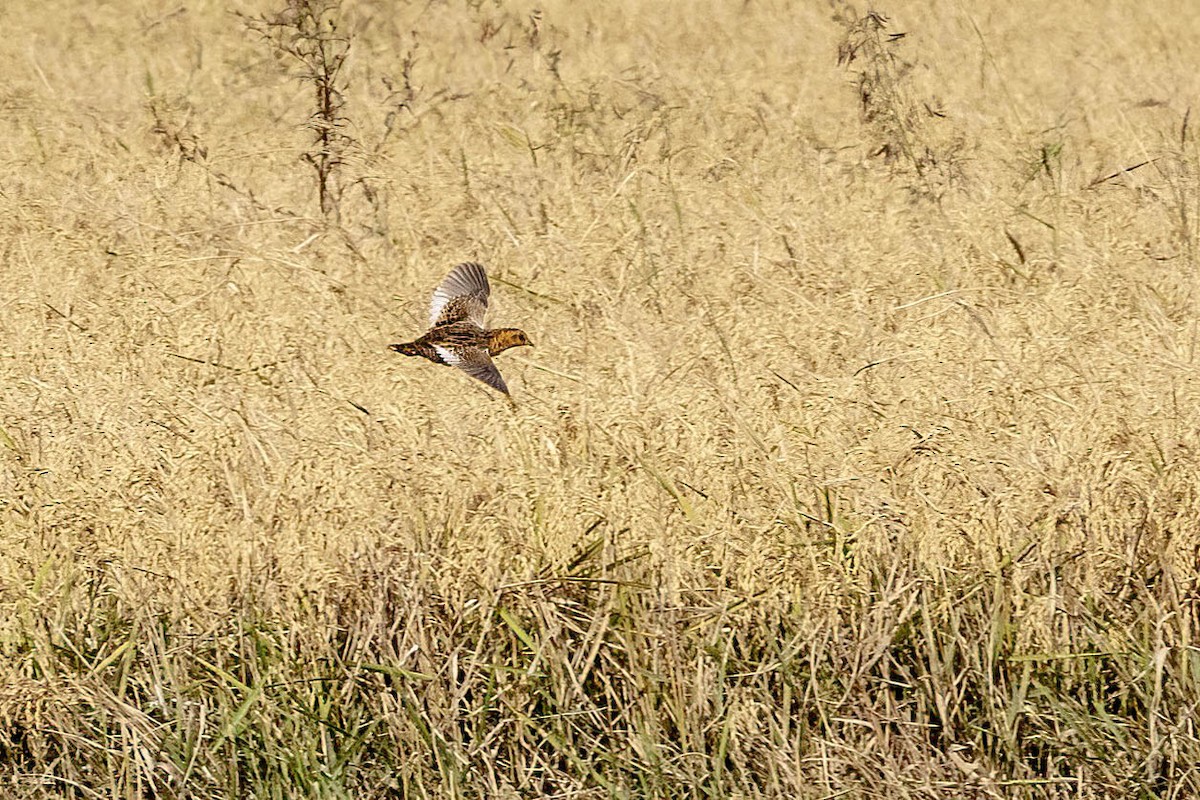 Yellow Rail - ML645566422